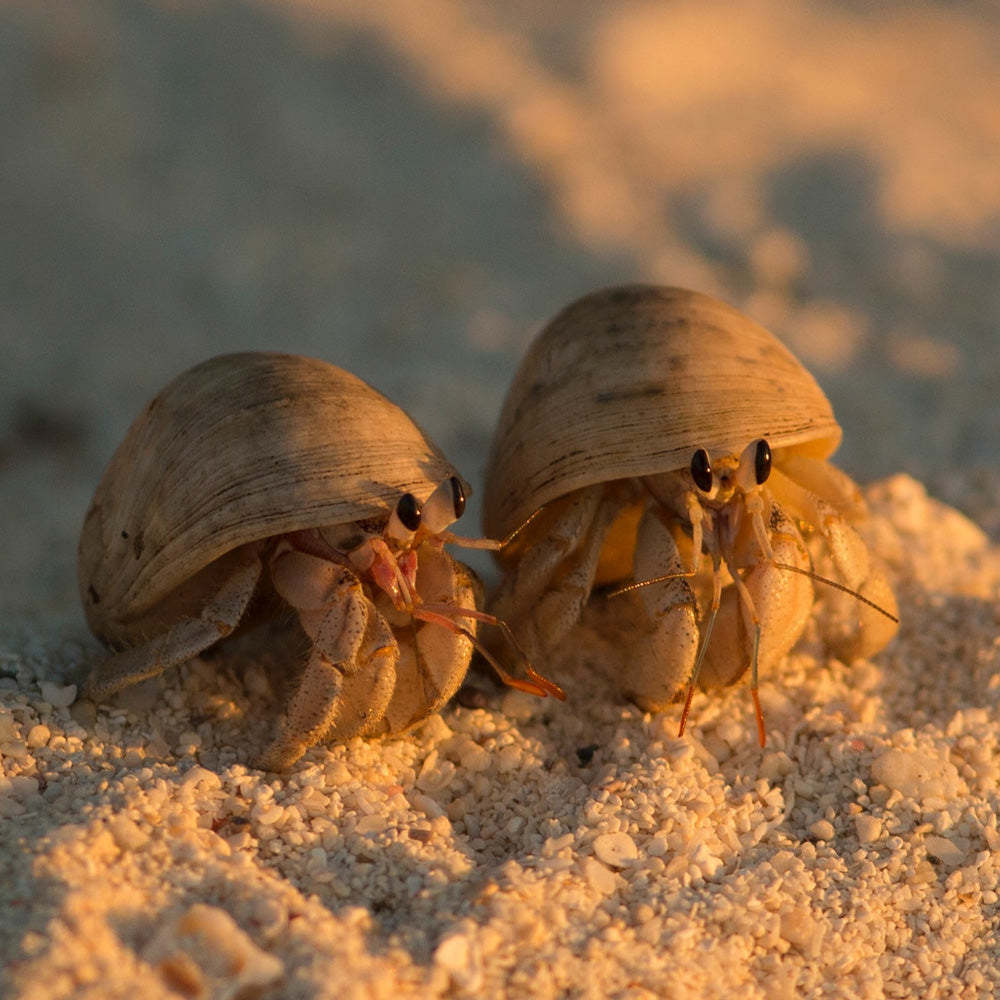 hermit crabs